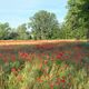 le champs de coquelicots !