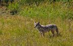 Canis lupus von Kathleen.Köhler