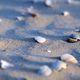 Muscheln auf Texel