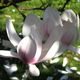 Magnolienblte