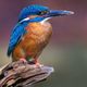 Alcedo Atthis 