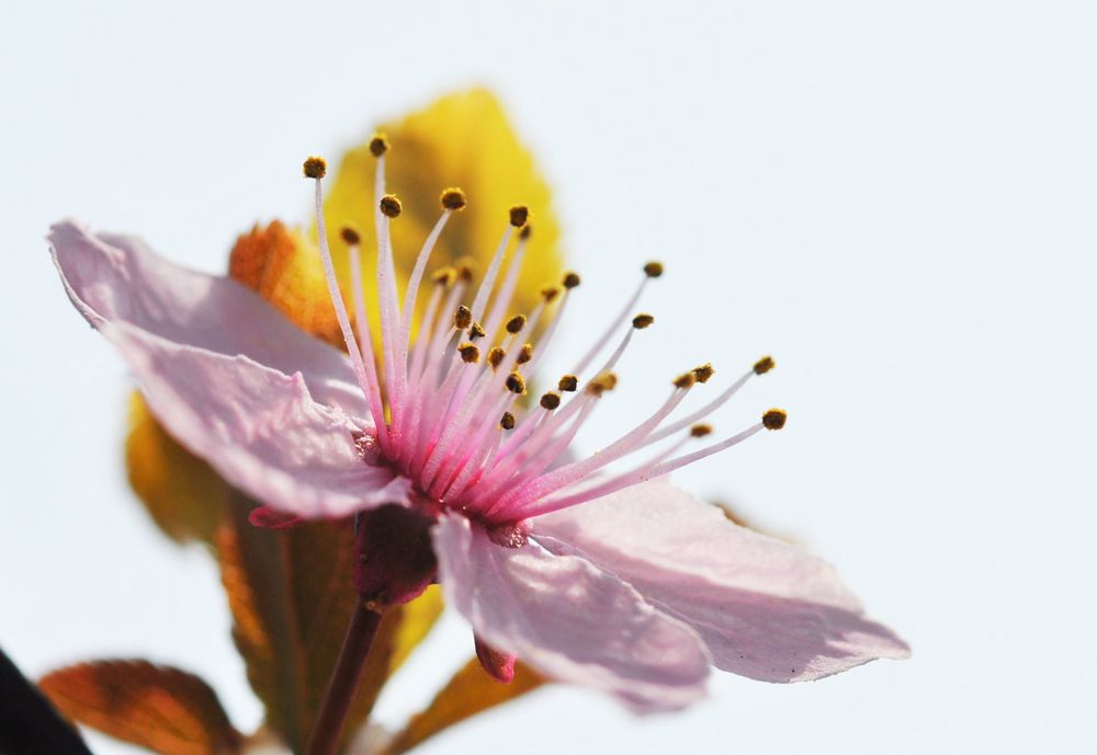 Blutpflaume weit geöffnet von Foto_Gräfin