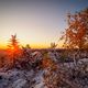 Schwarzwald_erster Schnee 2019_Birke-PB100830-HDR