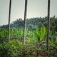 Banana plantation