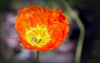 Wild Poppy...... by Dennis Maloney 