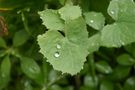 2 GOTAS,EL DETALLE QUE TE FALTABA,HERMOSA de Violeta Millan