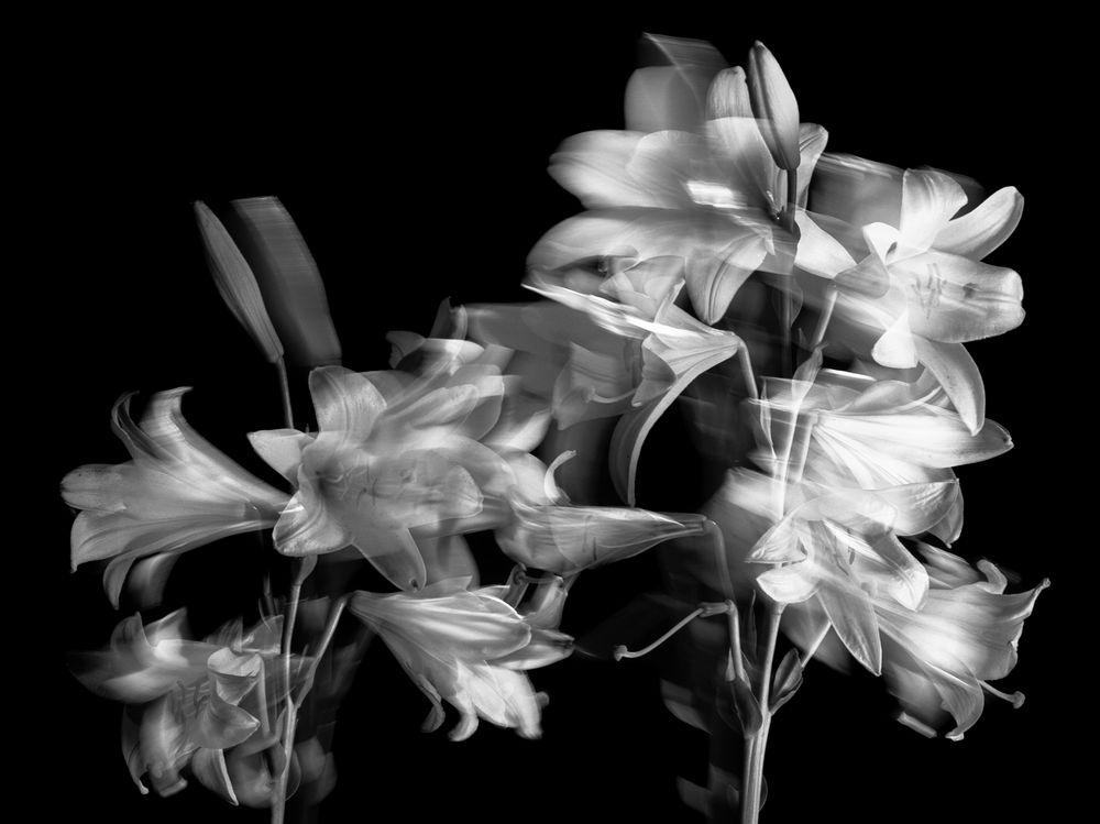 Lilien im Wind von Heinz Pflug 