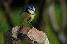 Mésange bleue de Gérard Verdière