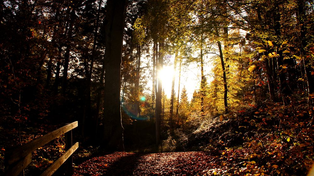 Lichtspiel im Wald von LisaBoe