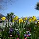 Frhling am Vierwaldstttersee