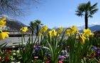 Frühling am Vierwaldstättersee von J. Mayr 