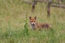 Der Fuchs braucht Mäuse. von L. Mayer 