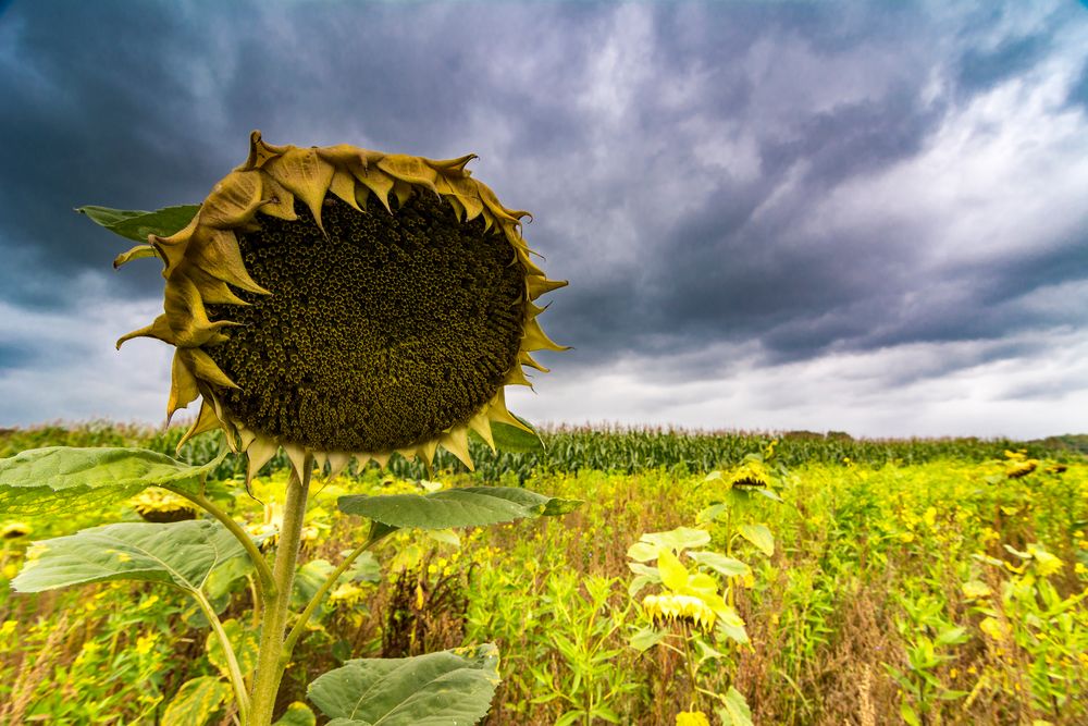 Traurige Sonnenblume von Heinergreven