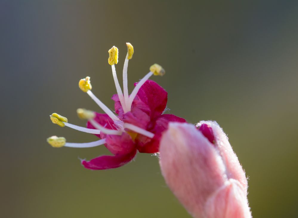 Ahornblüte von WOLSTE