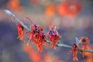 Fire plant in winter von Hans-Werner Stapel