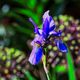 blaue Iris im Bauerngarten