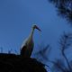 Storch im Nest