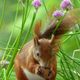 Red Squirrel