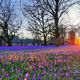 Krokusblte im Schlosspark Husum 