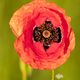 Klatschmohn  (Papaver rhoeas)