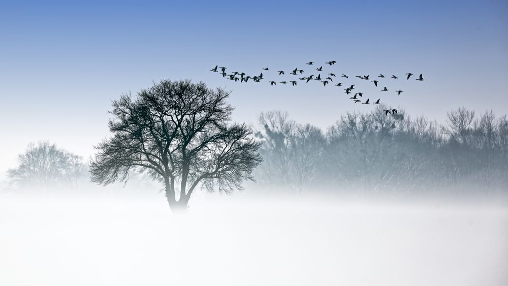 Elbauen im Winter von Thomas Hinsche