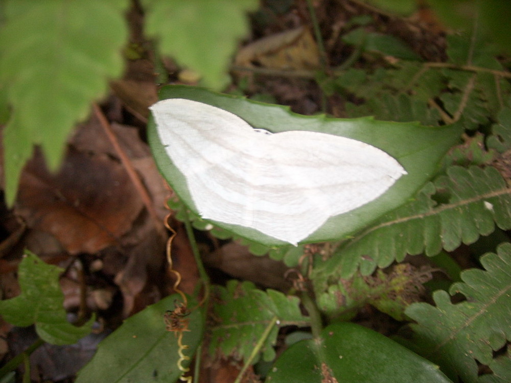 ba ba ba butterfly - Nam nao National Park - Thailand