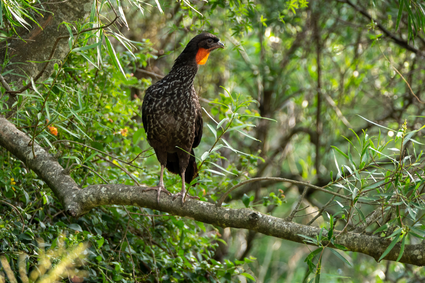 BA Reserva Ecológica - Bronzeguan