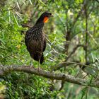 BA Reserva Ecológica - Bronzeguan