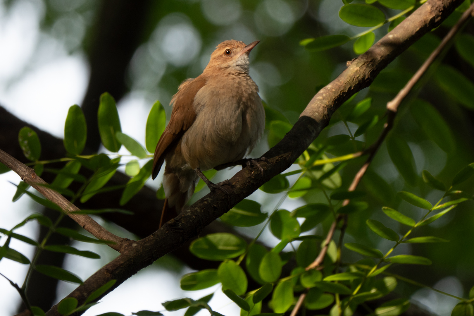 BA Reserva Ecológica - cordilleran canastero