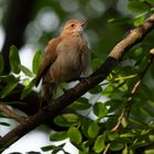 BA Reserva Ecológica - cordilleran canastero