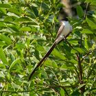 BA Reserva Ecológica - Gabeltyrann