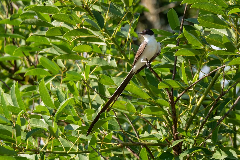 BA Reserva Ecológica - Gabeltyrann