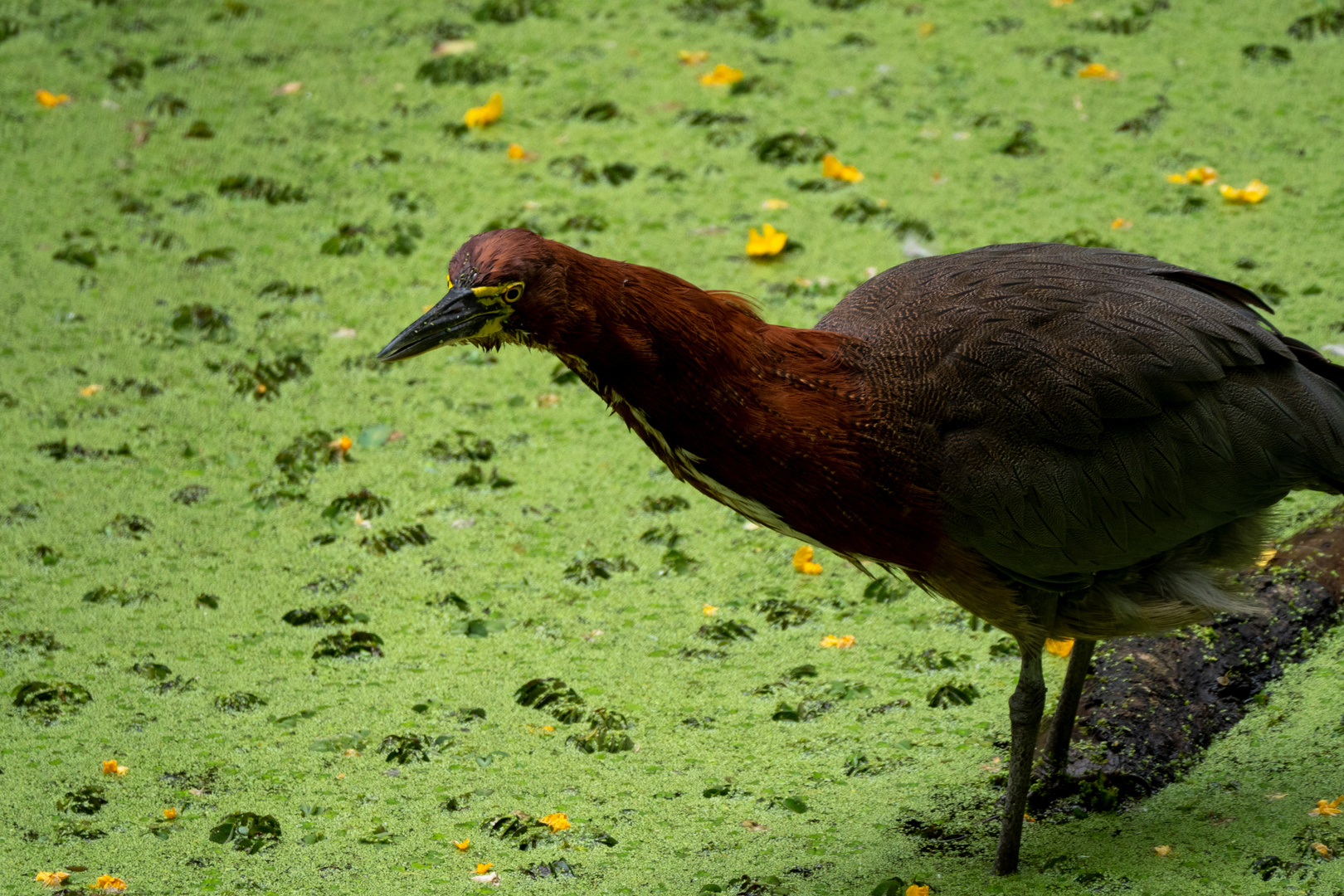 BA Reserva Ecológica - Marmorreiher