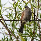 BA Reserva Ecológica pajaro 