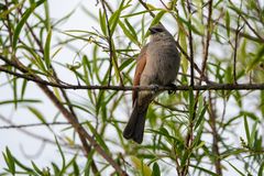 BA Reserva Ecológica pajaro 