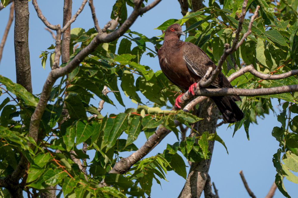 BA Reserva Ecológica - Perutaube