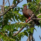 BA Reserva Ecológica - Perutaube