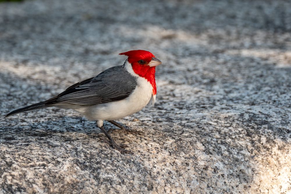BA Reserva Ecológica - Red Crested Bird