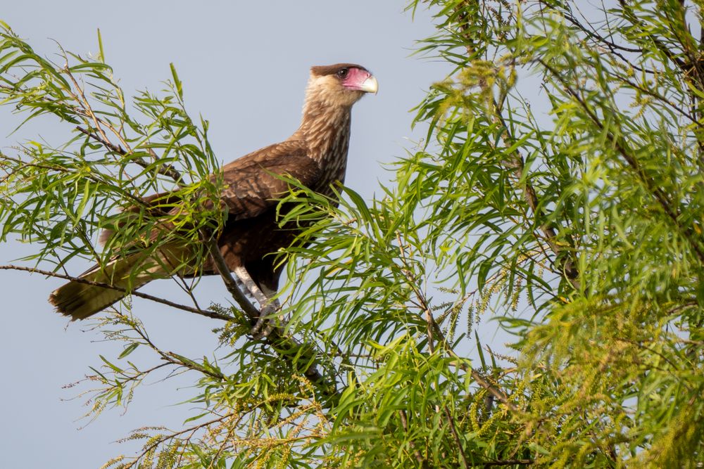 BA Reserva Ecológica - Schopfkarakara