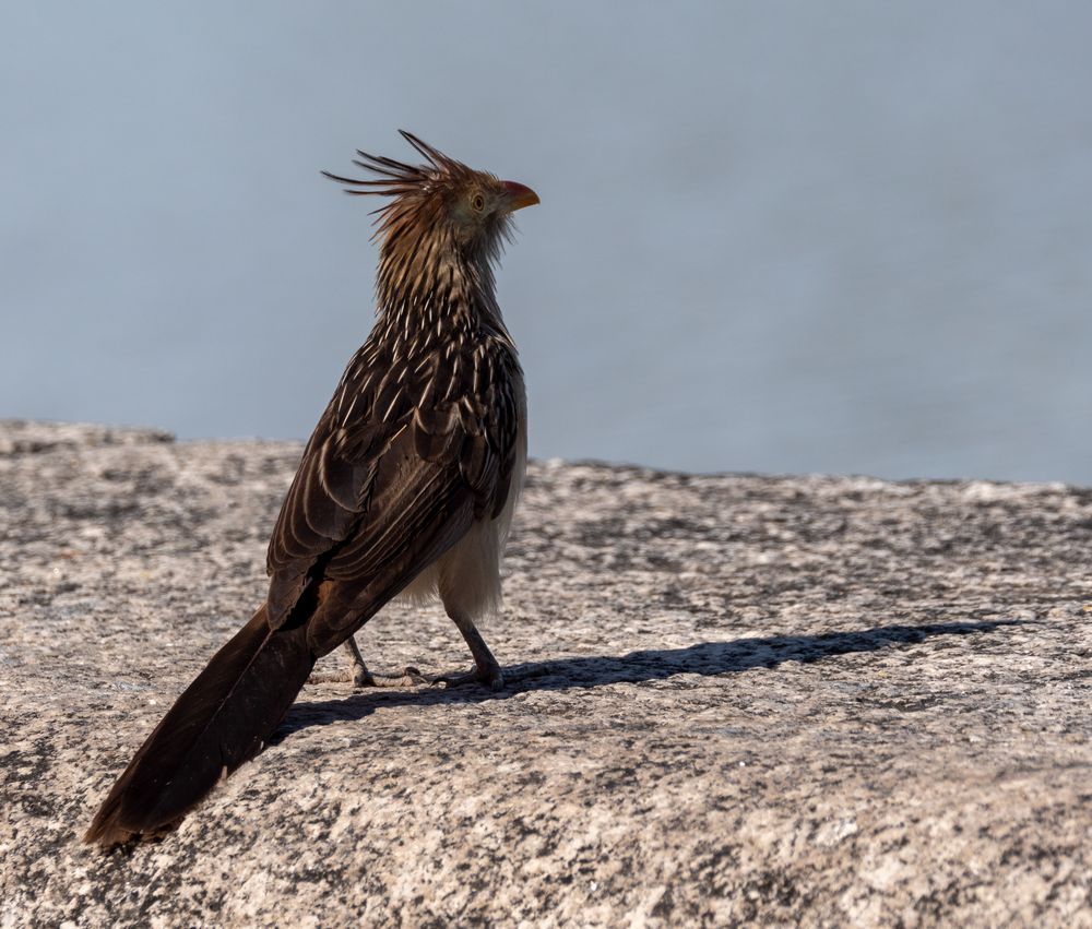 BA Reserva Ecológica "Stolzer Irokese"