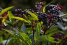 Beeren im Gegenlicht... by C1000D-Norbert