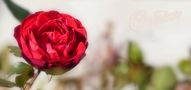 Red Rose by Irbenika