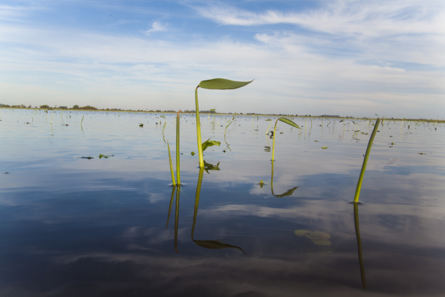 Bañado litoraleño - Litoral Argentino