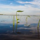 Bañado litoraleño - Litoral Argentino