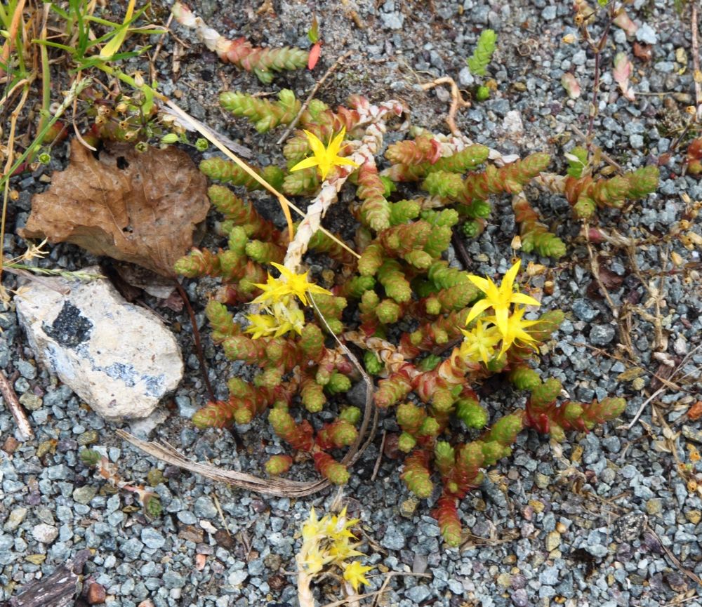 Baakenhoeft_100_1265_Mauerpfeffer_Flora