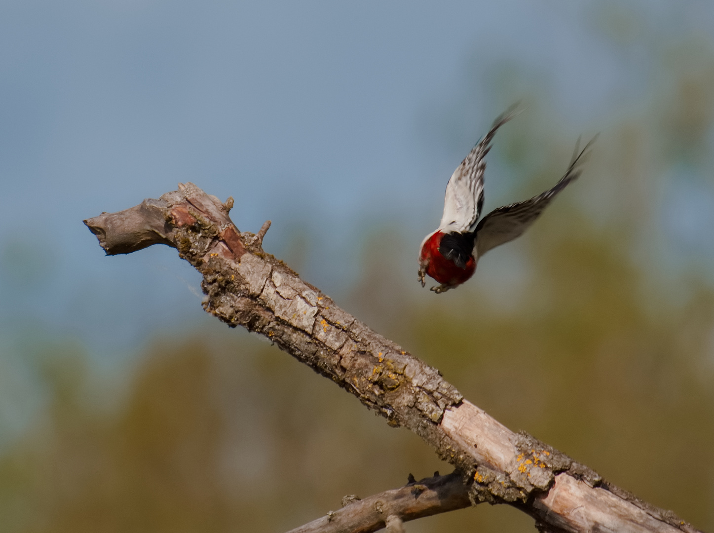 Baamhackl im Flug .....