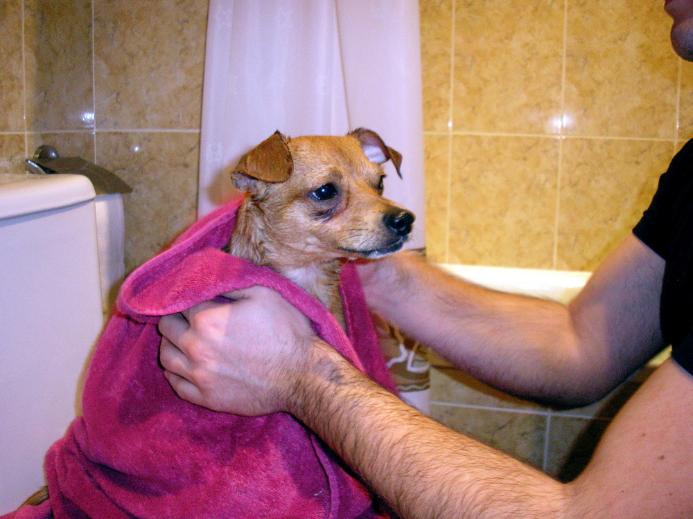 Bañando al perro