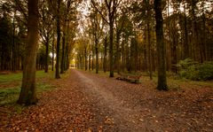 Baarn - Baarnsche Bos - 01