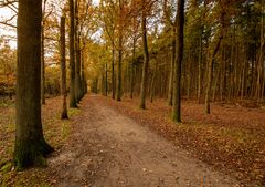 Baarn - Baarnsche Bos - 03