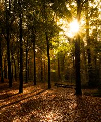 Baarn - Baarnsche Bos - 09